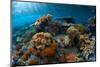 Underwater Shot of the Vivid Coral Reef at Sunny Day-Dudarev Mikhail-Mounted Photographic Print