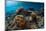 Underwater Shot of the Vivid Coral Reef at Sunny Day-Dudarev Mikhail-Mounted Photographic Print