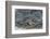 Underwater Spawning Salmon, Alaska-Paul Souders-Framed Photographic Print