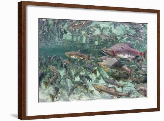 Underwater Spawning Salmon, Alaska-Paul Souders-Framed Photographic Print