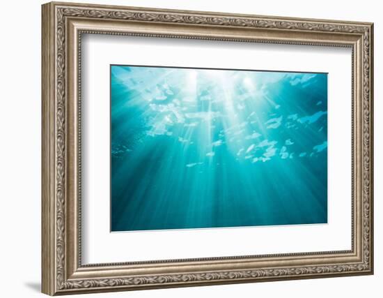 Underwater sunbeams, Kailua Bay, Oahu, Hawaii-Mark A Johnson-Framed Photographic Print