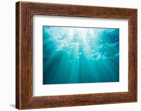 Underwater sunbeams, Kailua Bay, Oahu, Hawaii-Mark A Johnson-Framed Photographic Print