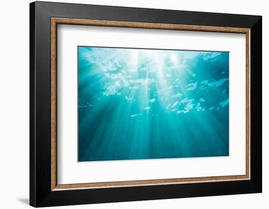 Underwater sunbeams, Kailua Bay, Oahu, Hawaii-Mark A Johnson-Framed Photographic Print