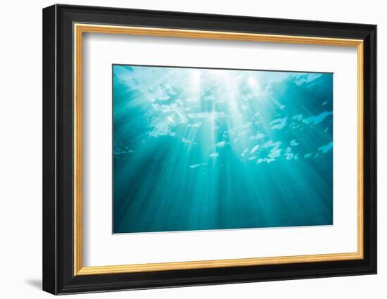 Underwater sunbeams, Kailua Bay, Oahu, Hawaii-Mark A Johnson-Framed Photographic Print