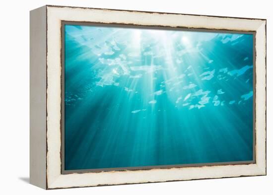 Underwater sunbeams, Kailua Bay, Oahu, Hawaii-Mark A Johnson-Framed Premier Image Canvas