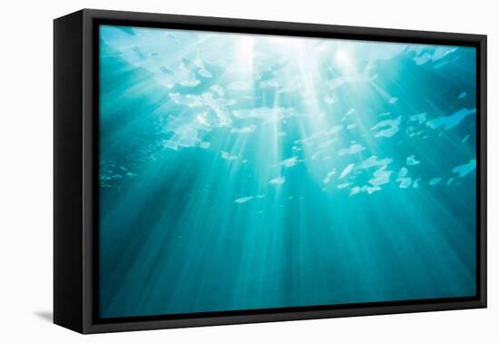 Underwater sunbeams, Kailua Bay, Oahu, Hawaii-Mark A Johnson-Framed Premier Image Canvas