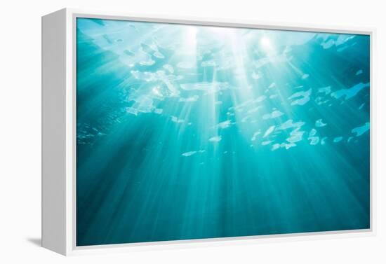 Underwater sunbeams, Kailua Bay, Oahu, Hawaii-Mark A Johnson-Framed Premier Image Canvas