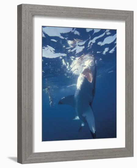 Underwater View of a Great White Shark, South Africa-Michele Westmorland-Framed Photographic Print