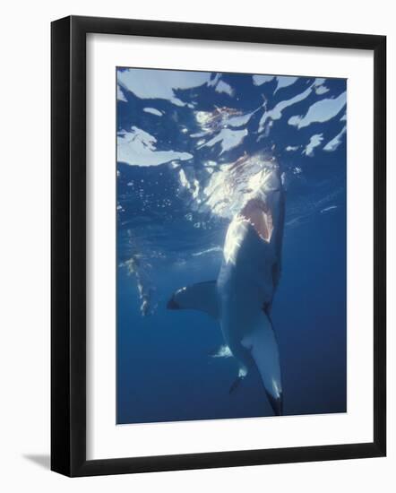 Underwater View of a Great White Shark, South Africa-Michele Westmorland-Framed Photographic Print