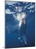 Underwater View of a Great White Shark, South Africa-Michele Westmorland-Mounted Photographic Print