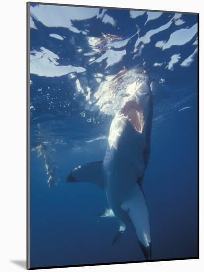 Underwater View of a Great White Shark, South Africa-Michele Westmorland-Mounted Photographic Print