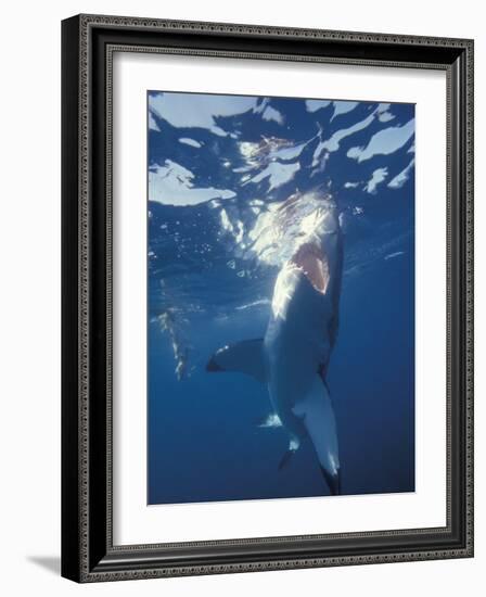 Underwater View of a Great White Shark, South Africa-Michele Westmorland-Framed Photographic Print