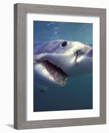 Underwater View of a Great White Shark, South Africa-Michele Westmorland-Framed Photographic Print