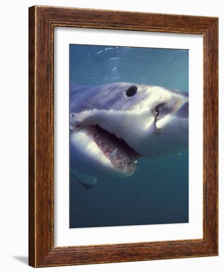 Underwater View of a Great White Shark, South Africa-Michele Westmorland-Framed Photographic Print