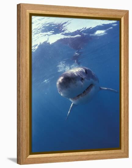 Underwater View of a Great White Shark, South Africa-Michele Westmorland-Framed Premier Image Canvas