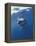 Underwater View of a Great White Shark, South Africa-Michele Westmorland-Framed Premier Image Canvas