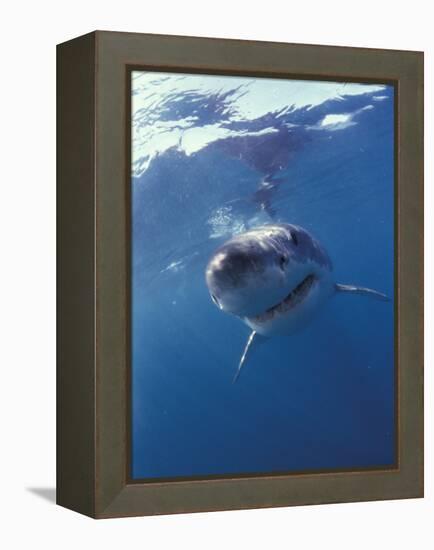 Underwater View of a Great White Shark, South Africa-Michele Westmorland-Framed Premier Image Canvas