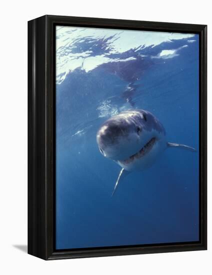 Underwater View of a Great White Shark, South Africa-Michele Westmorland-Framed Premier Image Canvas
