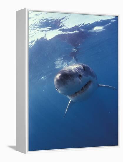 Underwater View of a Great White Shark, South Africa-Michele Westmorland-Framed Premier Image Canvas