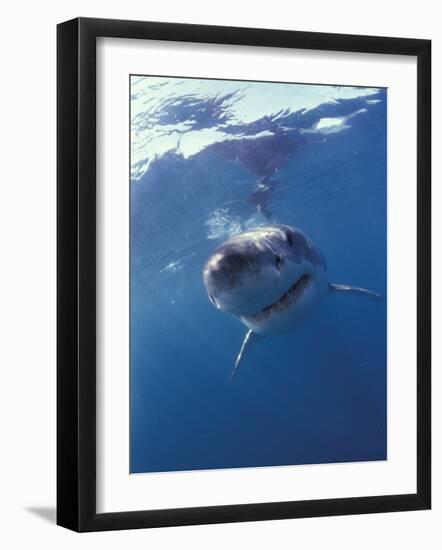 Underwater View of a Great White Shark, South Africa-Michele Westmorland-Framed Photographic Print