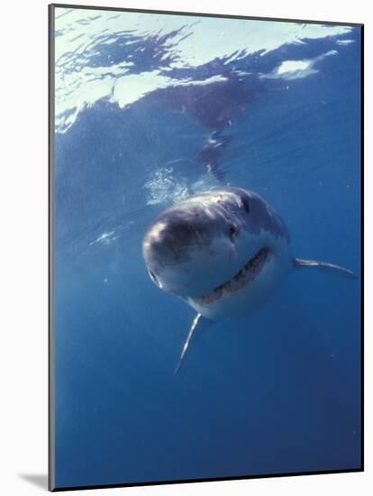 Underwater View of a Great White Shark, South Africa-Michele Westmorland-Mounted Photographic Print