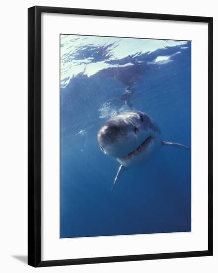 Underwater View of a Great White Shark, South Africa-Michele Westmorland-Framed Photographic Print