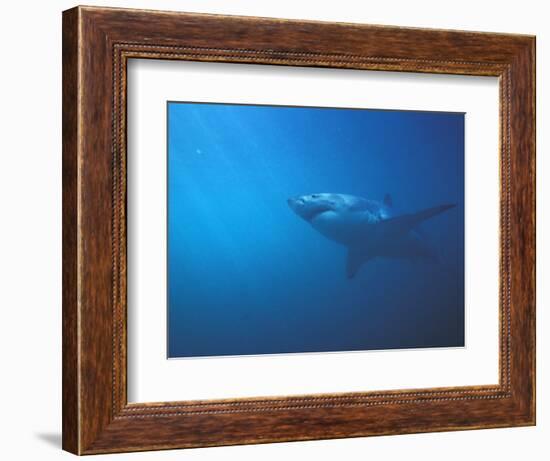 Underwater View of a Great White Shark, South Africa-Michele Westmorland-Framed Photographic Print