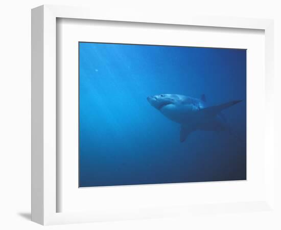 Underwater View of a Great White Shark, South Africa-Michele Westmorland-Framed Photographic Print