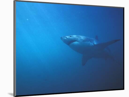 Underwater View of a Great White Shark, South Africa-Michele Westmorland-Mounted Photographic Print