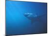 Underwater View of a Great White Shark, South Africa-Michele Westmorland-Mounted Photographic Print