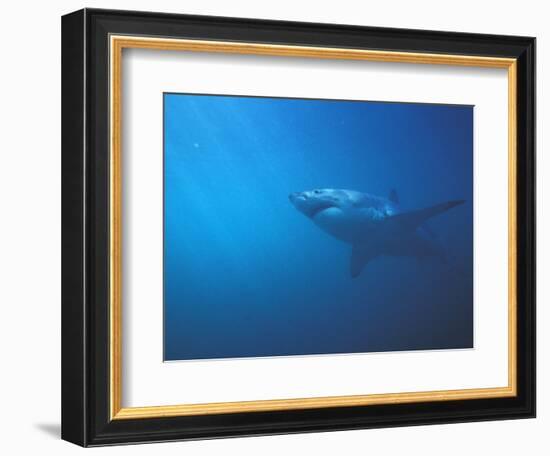 Underwater View of a Great White Shark, South Africa-Michele Westmorland-Framed Photographic Print