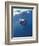 Underwater View of a Great White Shark, South Africa-Michele Westmorland-Framed Photographic Print