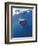 Underwater View of a Great White Shark, South Africa-Michele Westmorland-Framed Photographic Print