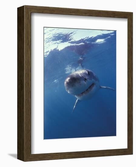 Underwater View of a Great White Shark, South Africa-Michele Westmorland-Framed Photographic Print