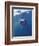 Underwater View of a Great White Shark, South Africa-Michele Westmorland-Framed Photographic Print