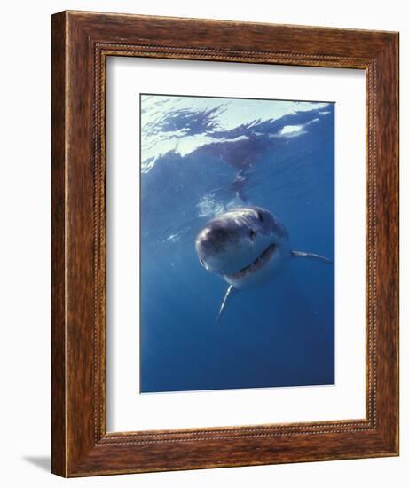 Underwater View of a Great White Shark, South Africa-Michele Westmorland-Framed Photographic Print