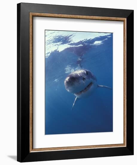 Underwater View of a Great White Shark, South Africa-Michele Westmorland-Framed Photographic Print