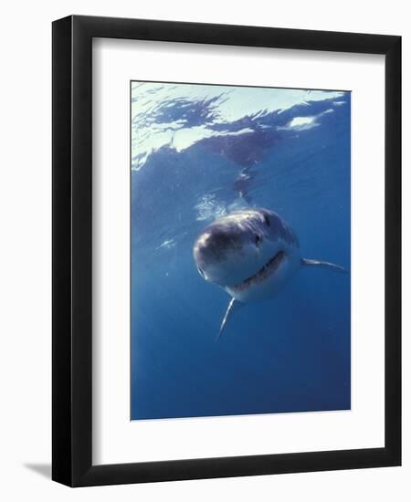 Underwater View of a Great White Shark, South Africa-Michele Westmorland-Framed Photographic Print