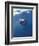 Underwater View of a Great White Shark, South Africa-Michele Westmorland-Framed Photographic Print