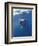 Underwater View of a Great White Shark, South Africa-Michele Westmorland-Framed Photographic Print