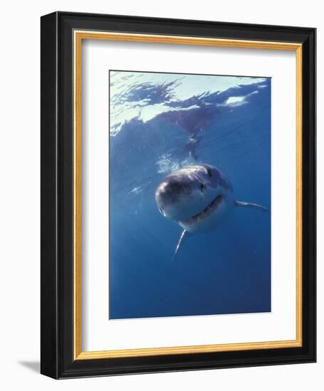 Underwater View of a Great White Shark, South Africa-Michele Westmorland-Framed Photographic Print