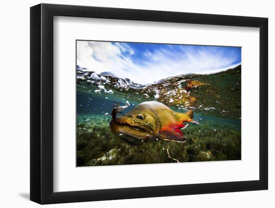 Underwater View of a Male Brook Trout in Patagonia Argentina-Matt Jones-Framed Photographic Print