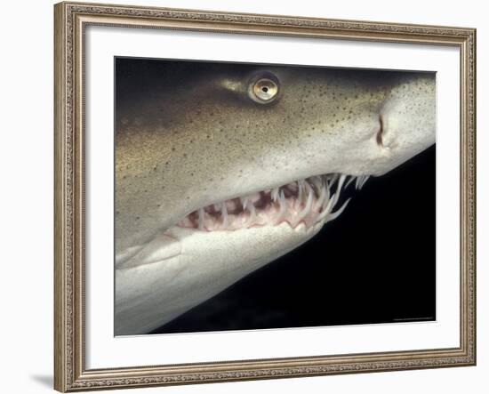 Underwater View of a Sand Tiger Shark, South Africa-Michele Westmorland-Framed Photographic Print