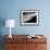 Underwater View of a Sand Tiger Shark, South Africa-Michele Westmorland-Framed Photographic Print displayed on a wall