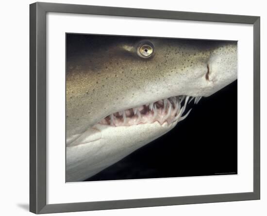 Underwater View of a Sand Tiger Shark, South Africa-Michele Westmorland-Framed Photographic Print