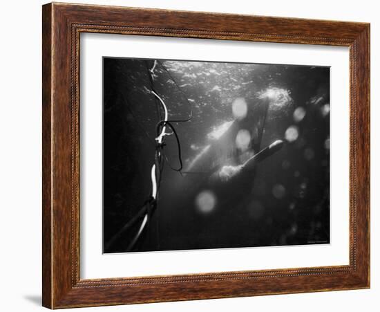 Underwater View of a Torpedo Being Launched from a Submarine-J^ R^ Eyerman-Framed Photographic Print