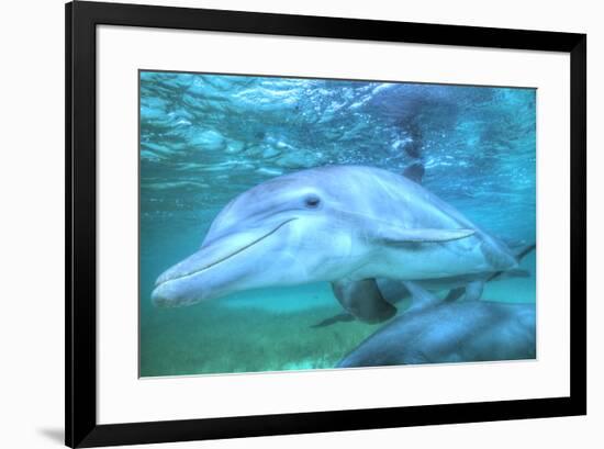 Underwater view of Bottlenose Dolphin, Roatan, Bay Islands, Honduras-Stuart Westmorland-Framed Photographic Print