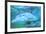 Underwater view of Bottlenose Dolphin, Roatan, Bay Islands, Honduras-Stuart Westmorland-Framed Photographic Print