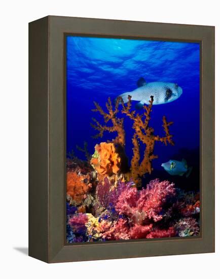 Underwater View of Bristly Puffer Fish (Arothron Hispidus) with Triggerfish and Anthias Fishes-null-Framed Premier Image Canvas