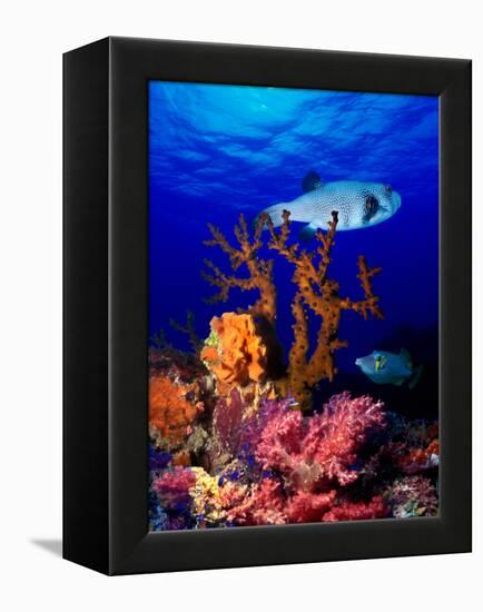 Underwater View of Bristly Puffer Fish (Arothron Hispidus) with Triggerfish and Anthias Fishes-null-Framed Premier Image Canvas